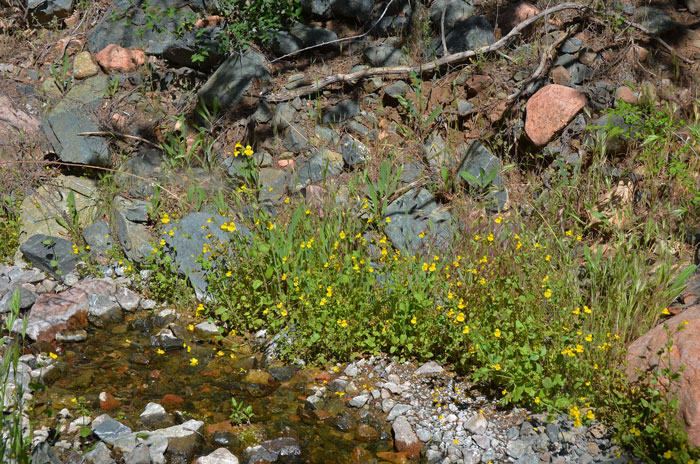 Seep Monkeyflower, or Parish’s Monkeyflower grows typically on land in aquatic environments and may reach a height of 2 feet or more. Mimulus guttatus Seep Monkeyflower, or Parish’s Monkeyflower grows typically on land in aquatic environments and may reach a height of 2 feet or more. Mimulus guttatus